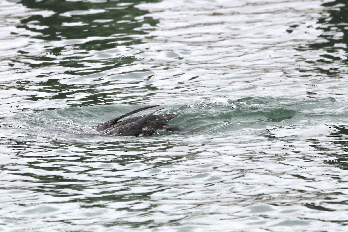 Strolaga maggiore - ML646694333