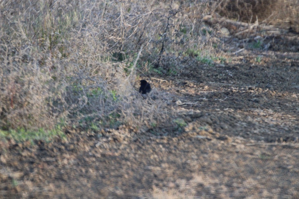 Brewer's Blackbird - ML646694337
