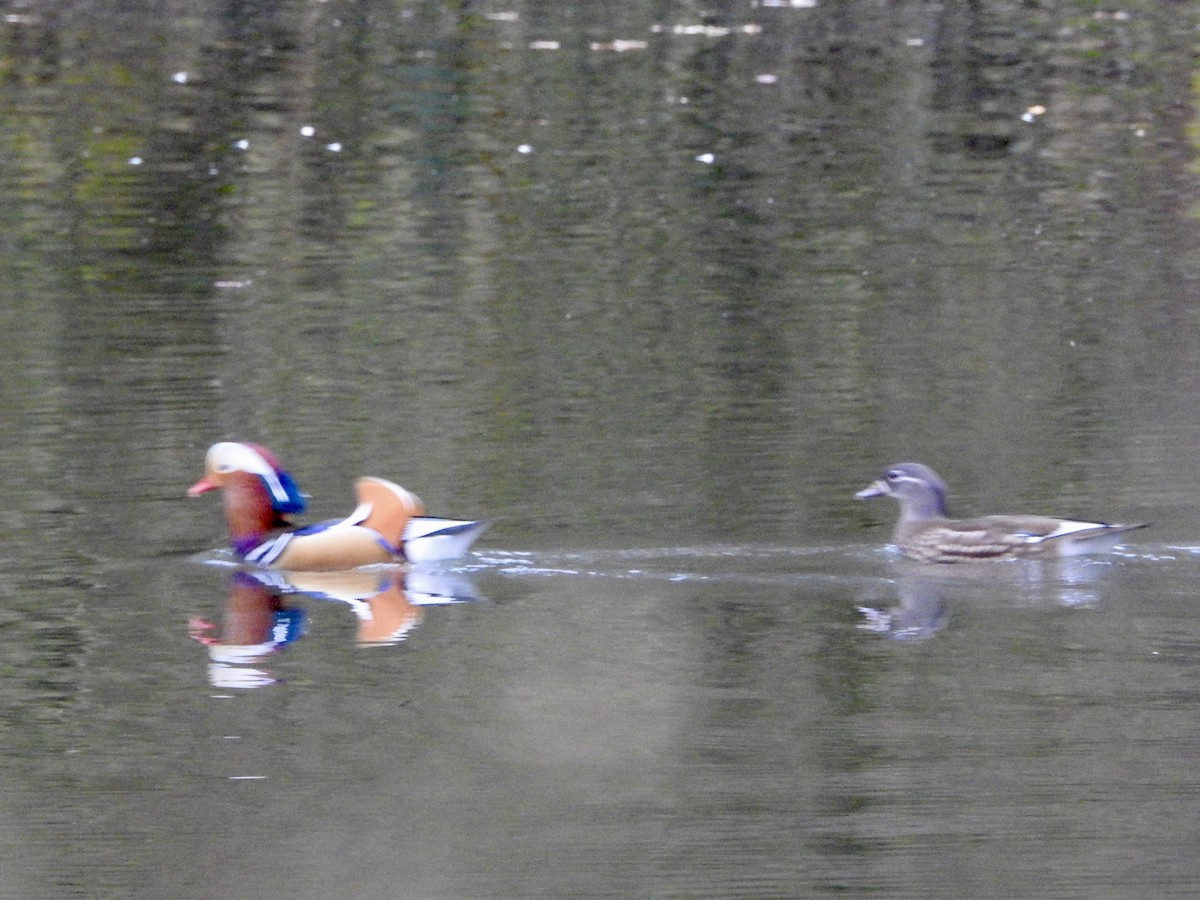 鴛鴦 - ML646694339