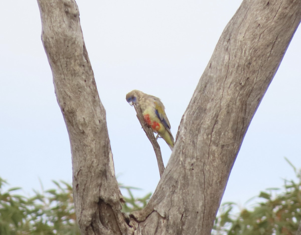 Greater Bluebonnet - ML646694341
