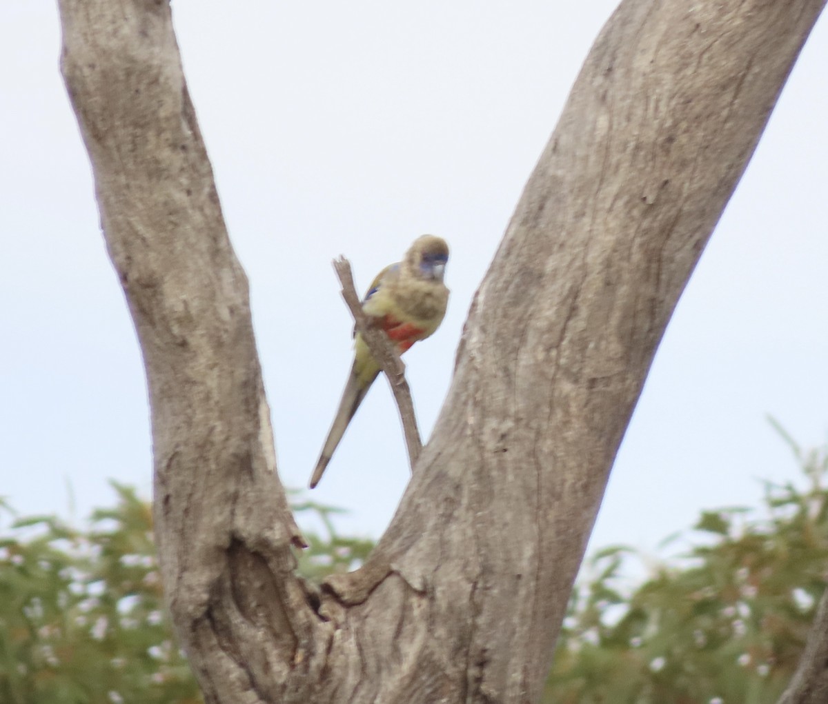 Greater Bluebonnet - ML646694342