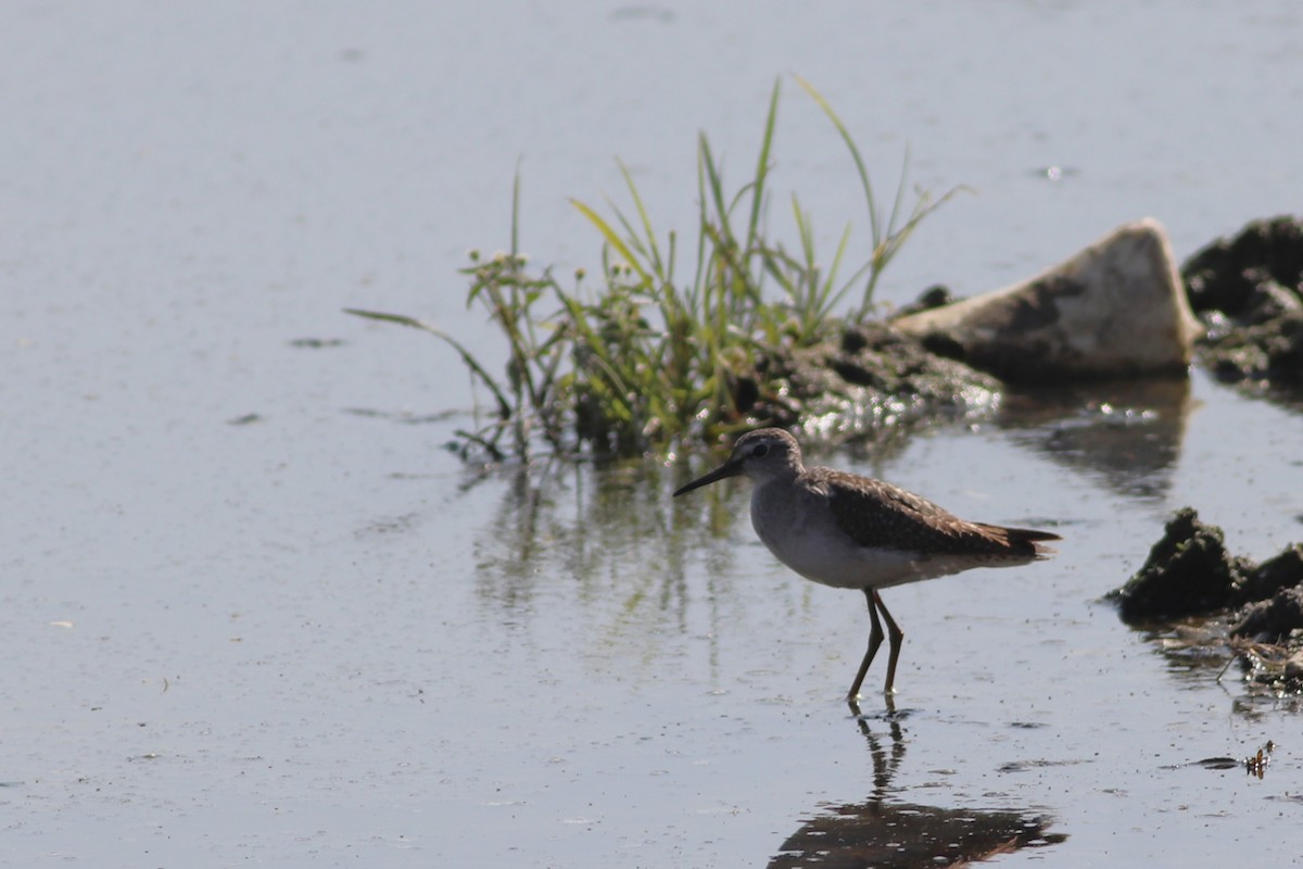 鷹斑鷸 - ML646694343