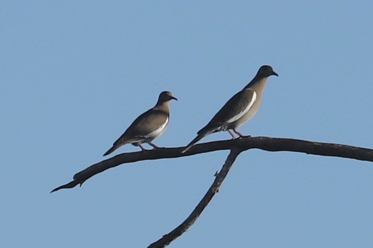 Scaly-naped Pigeon - ML646694346
