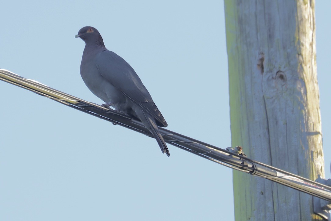 Scaly-naped Pigeon - ML646694347