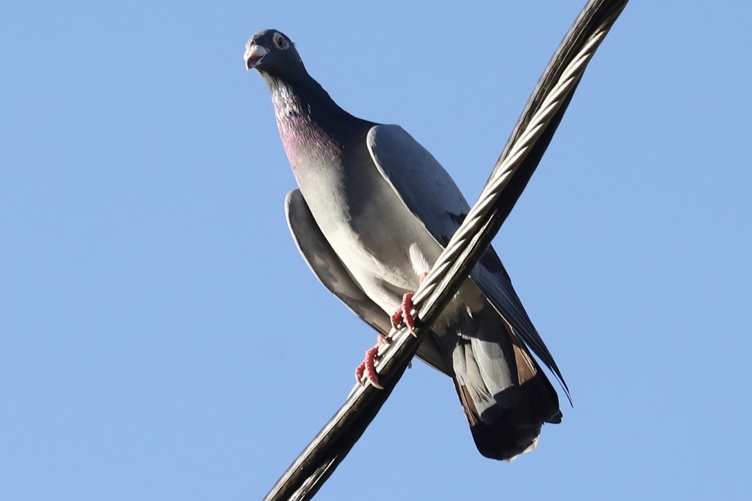 Scaly-naped Pigeon - ML646694348