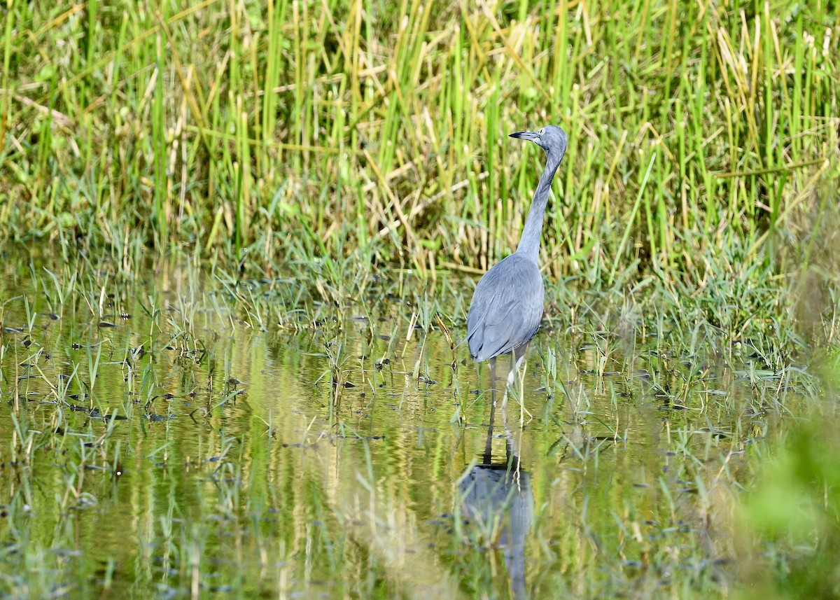 Little Blue Heron - ML646694349