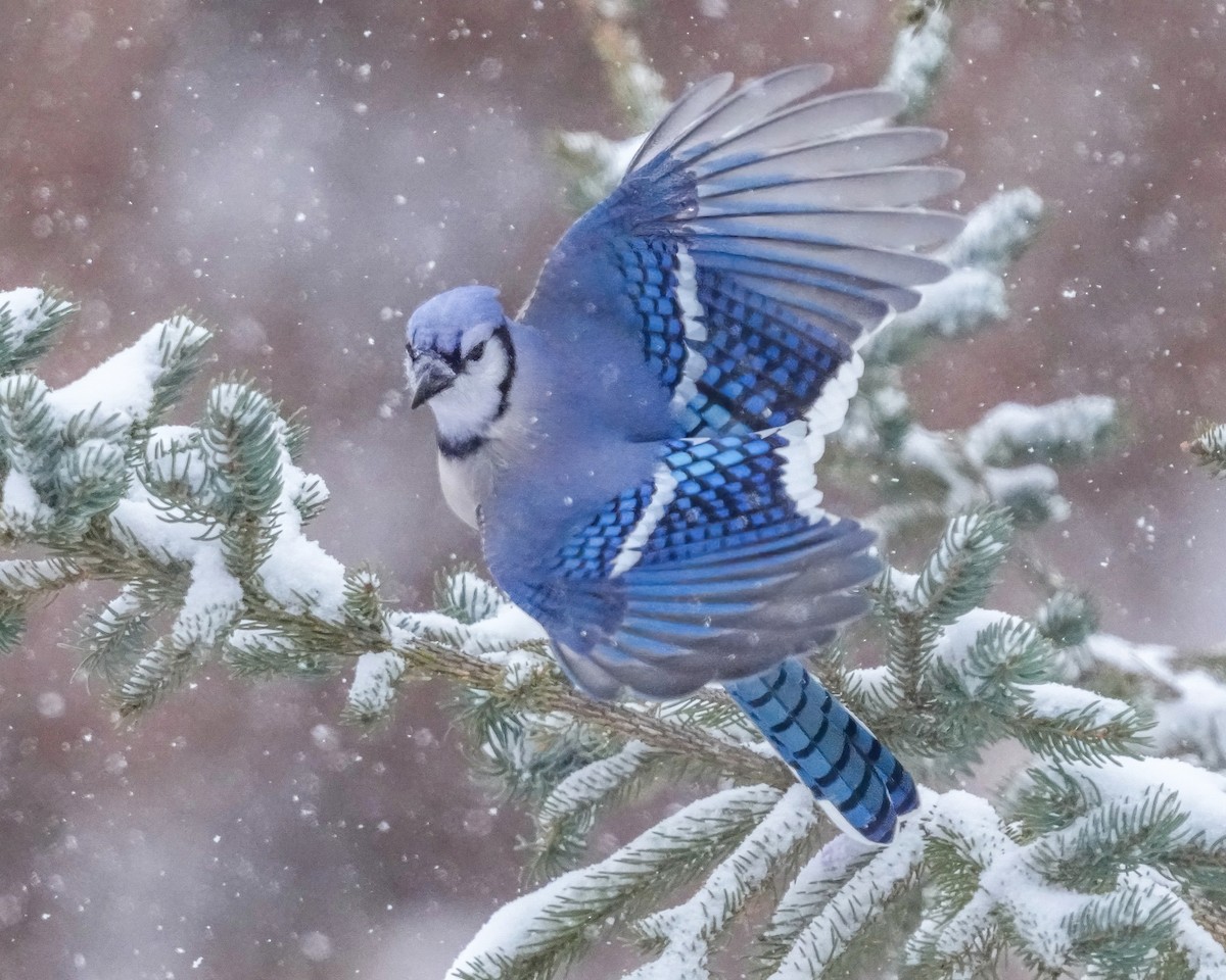 Blue Jay - ML646694350