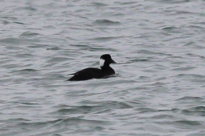 Surf Scoter - ML646694351