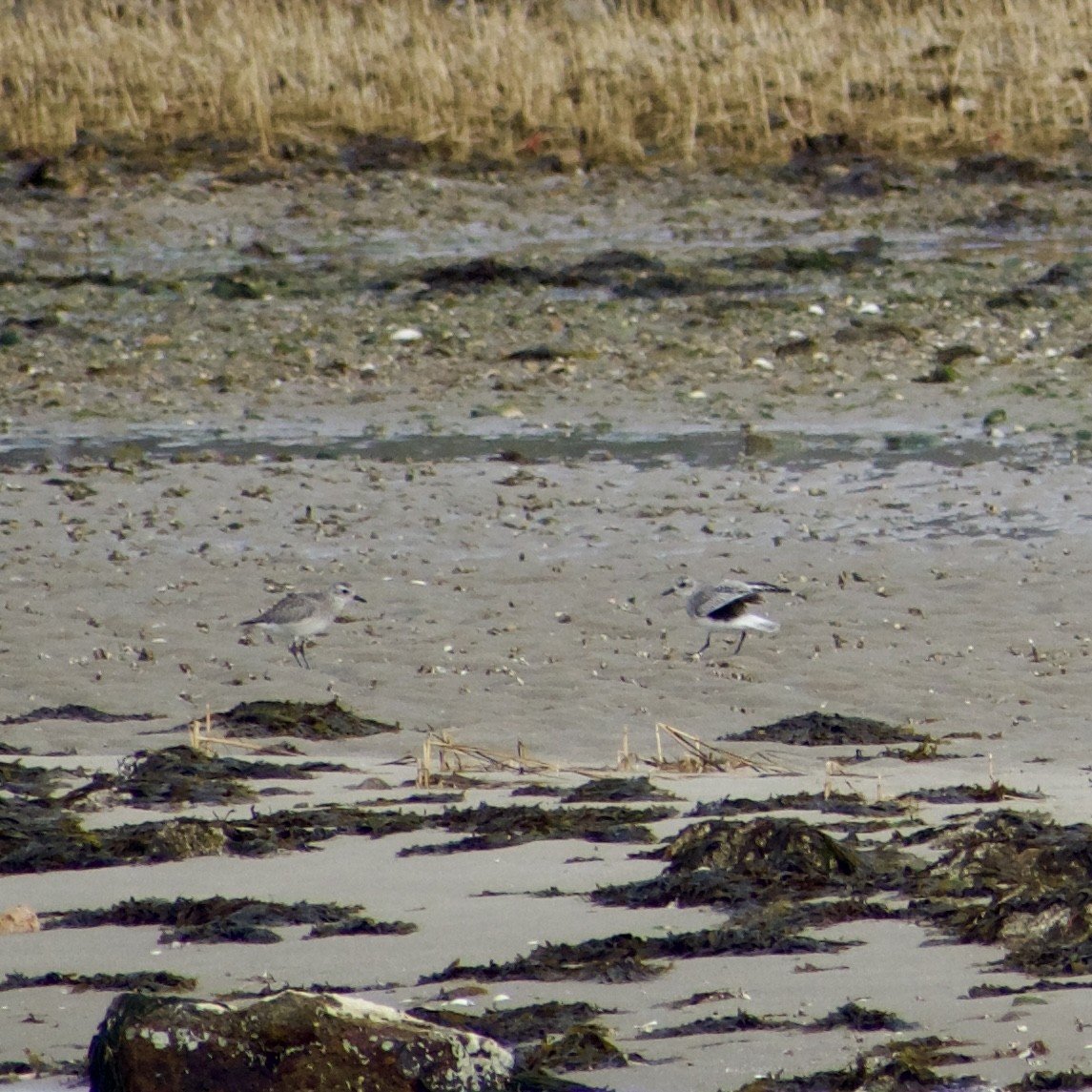 灰斑鴴 - ML646694353