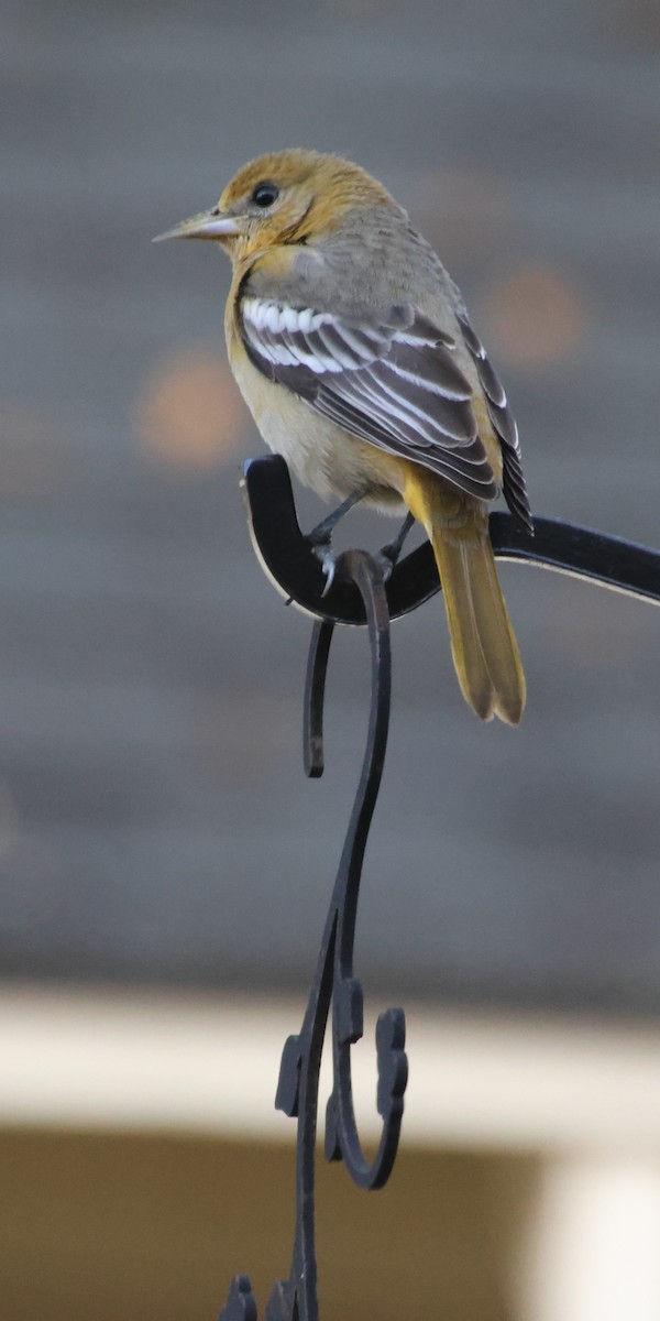 Baltimore Oriole - ML646694354