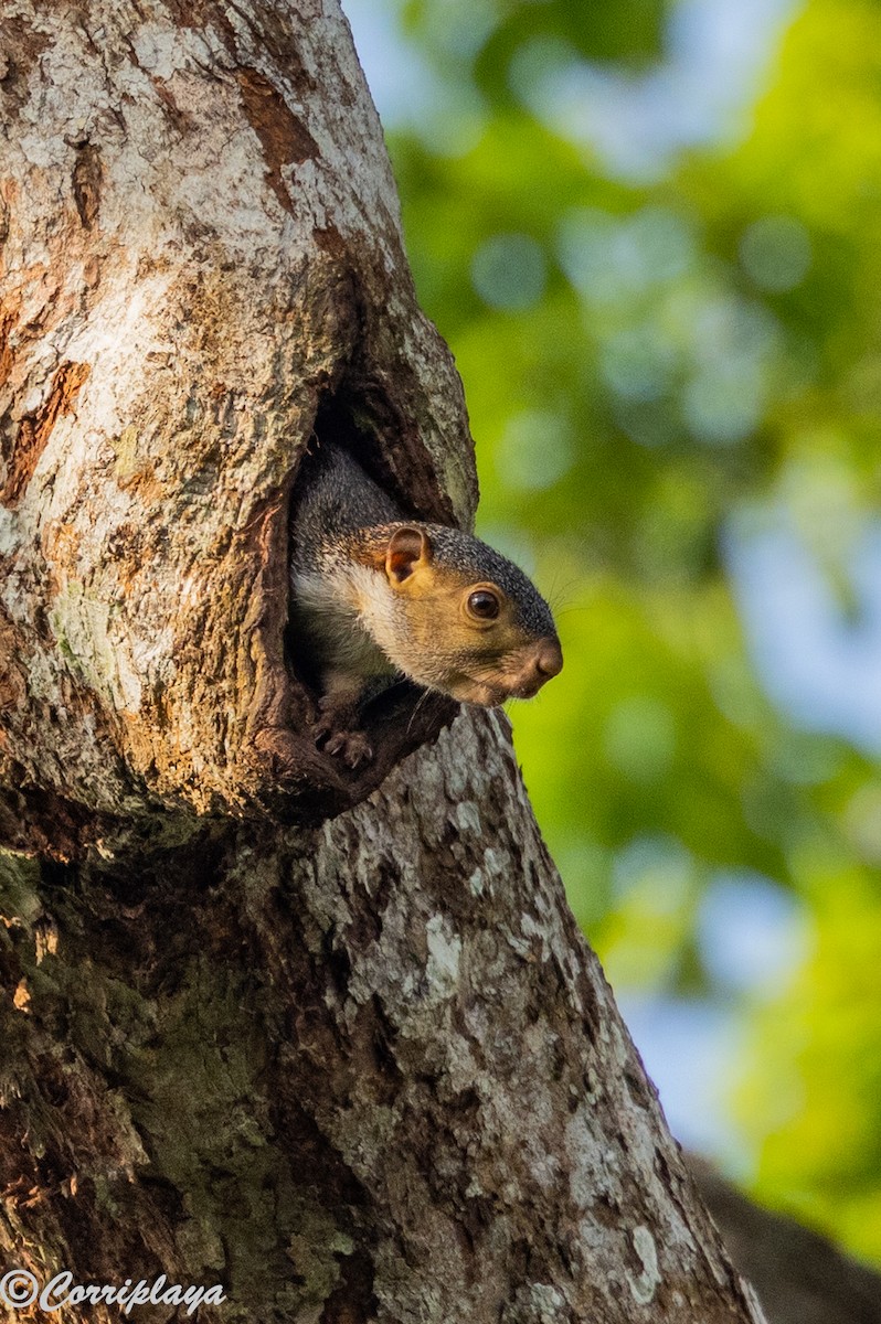 Red-legged Sun Squirrel - ML646694355