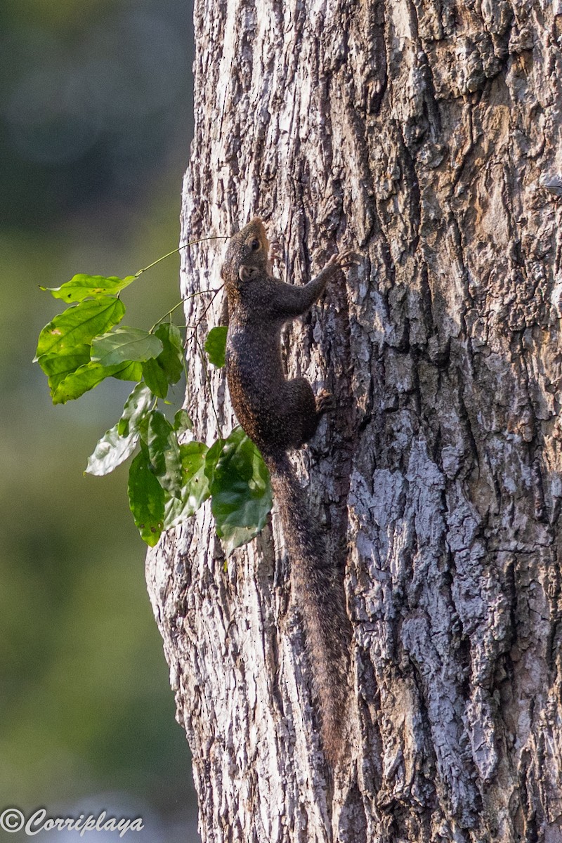 Mamíferos - ML646694356