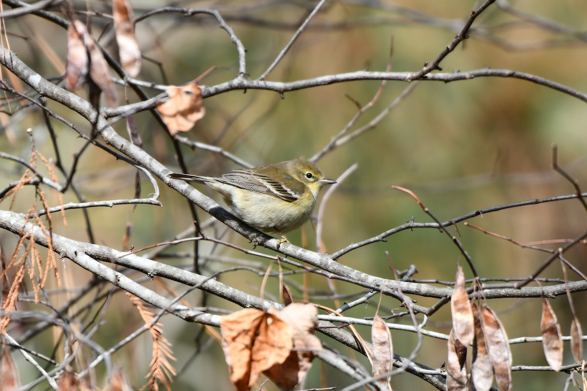 Pine Warbler - ML646694357