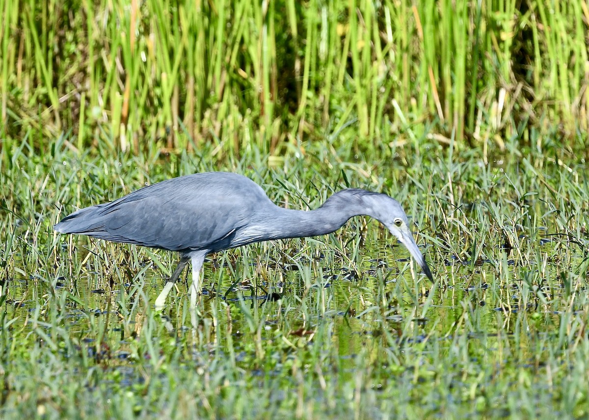 Little Blue Heron - ML646694358