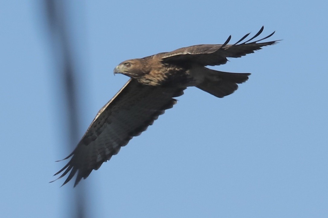 Red-tailed Hawk (jamaicensis) - ML646694359
