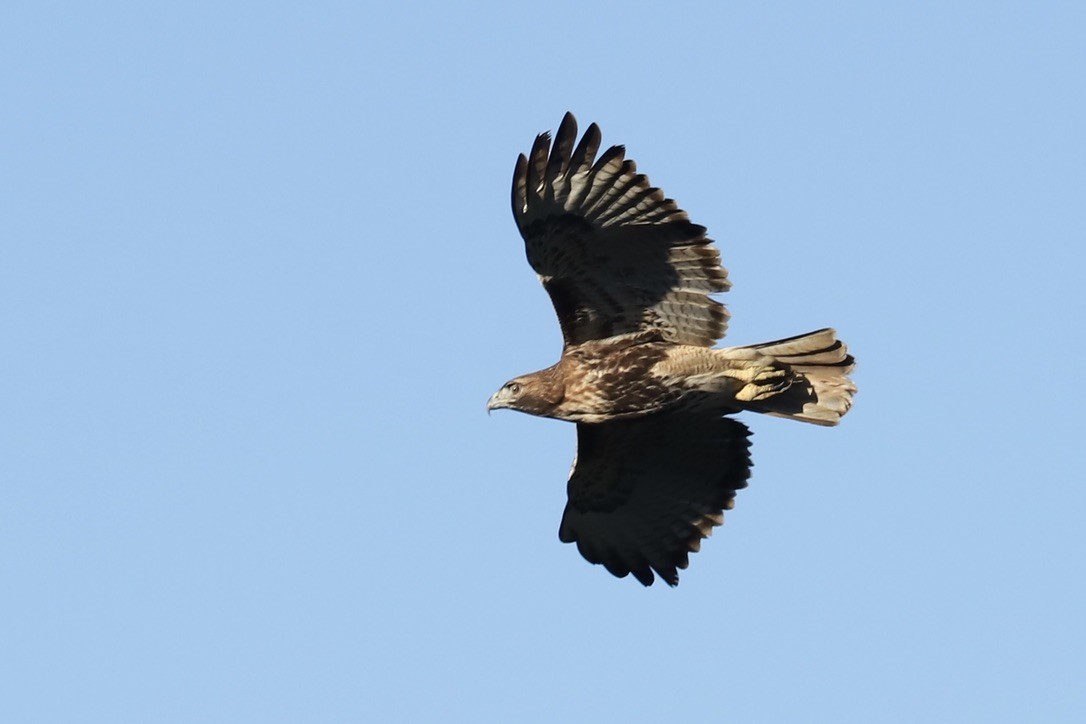 Red-tailed Hawk (jamaicensis) - ML646694360