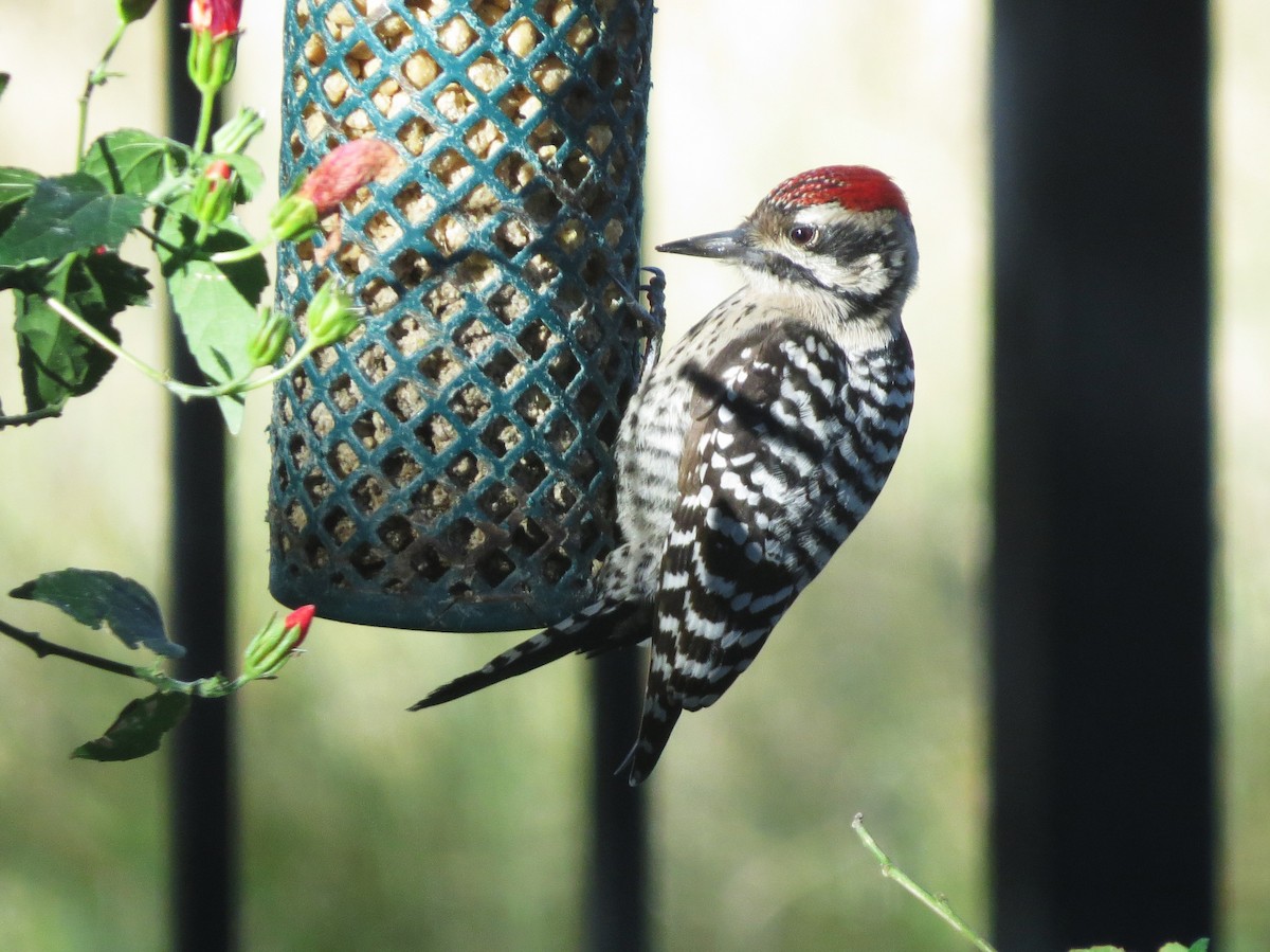 Ladder-backed Woodpecker - ML646694361