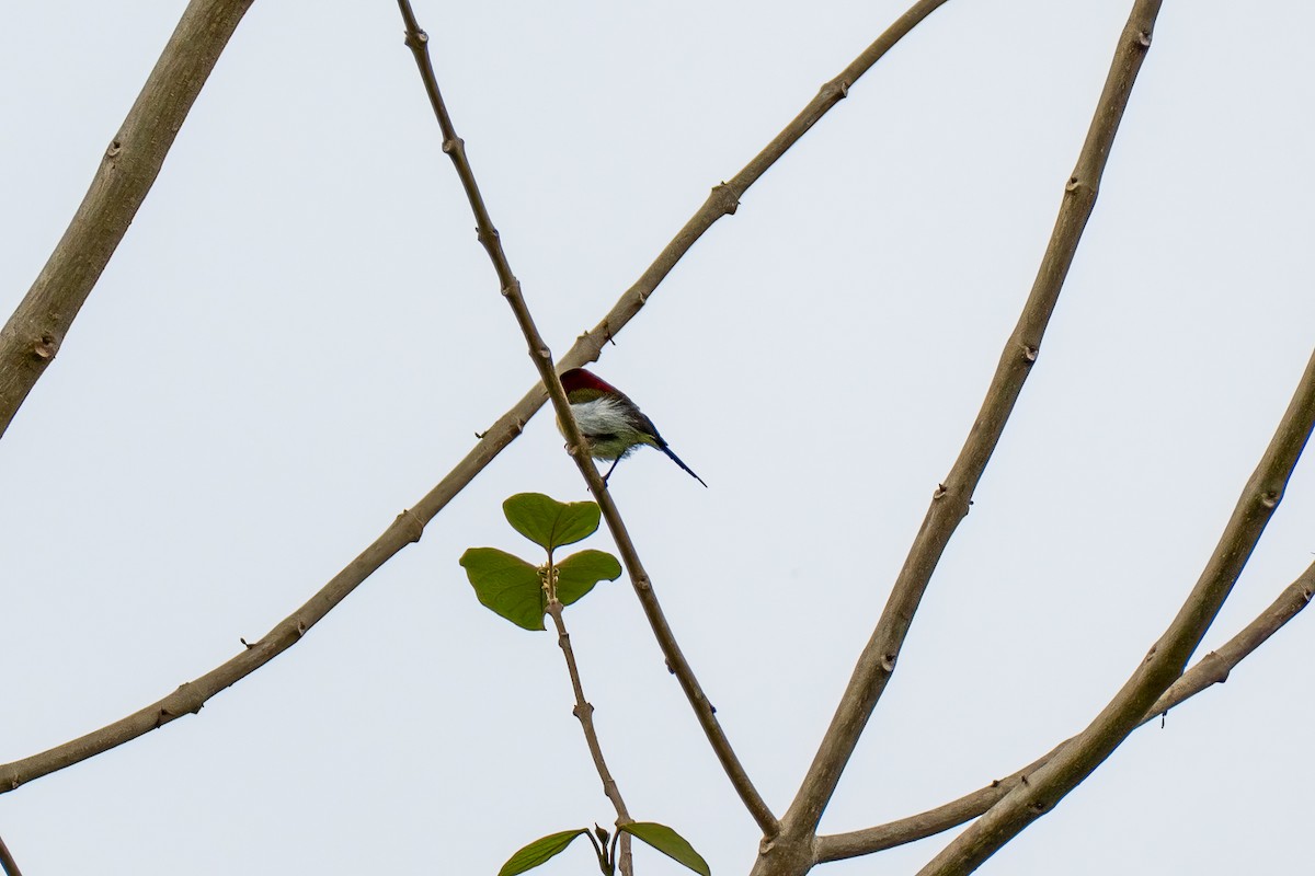 Lovely Sunbird - ML646694362