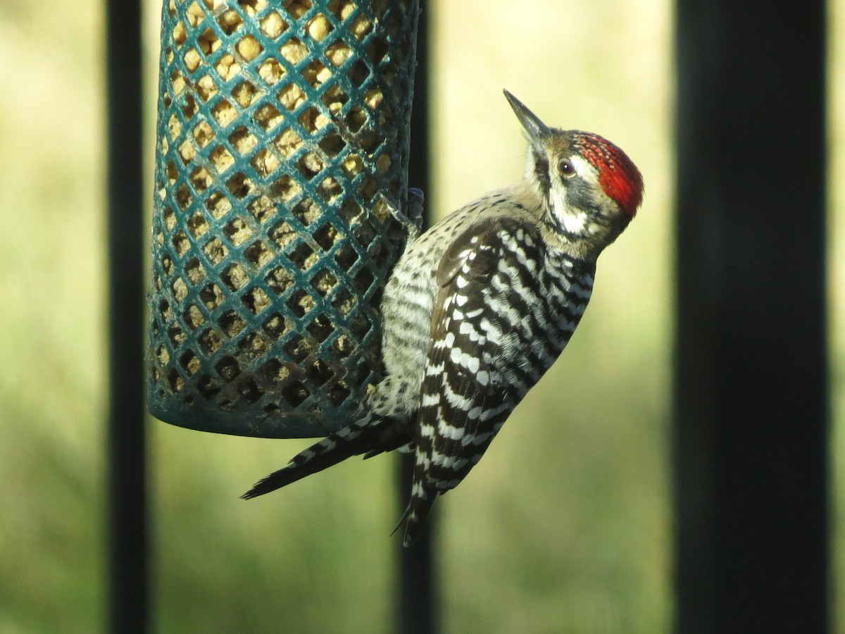 Ladder-backed Woodpecker - ML646694364