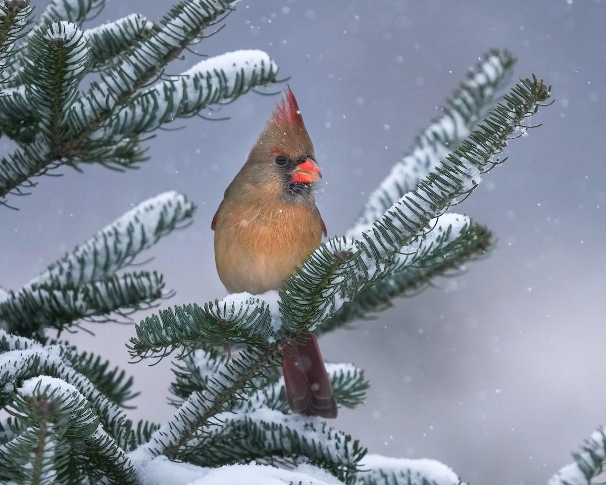 Northern Cardinal - ML646694365