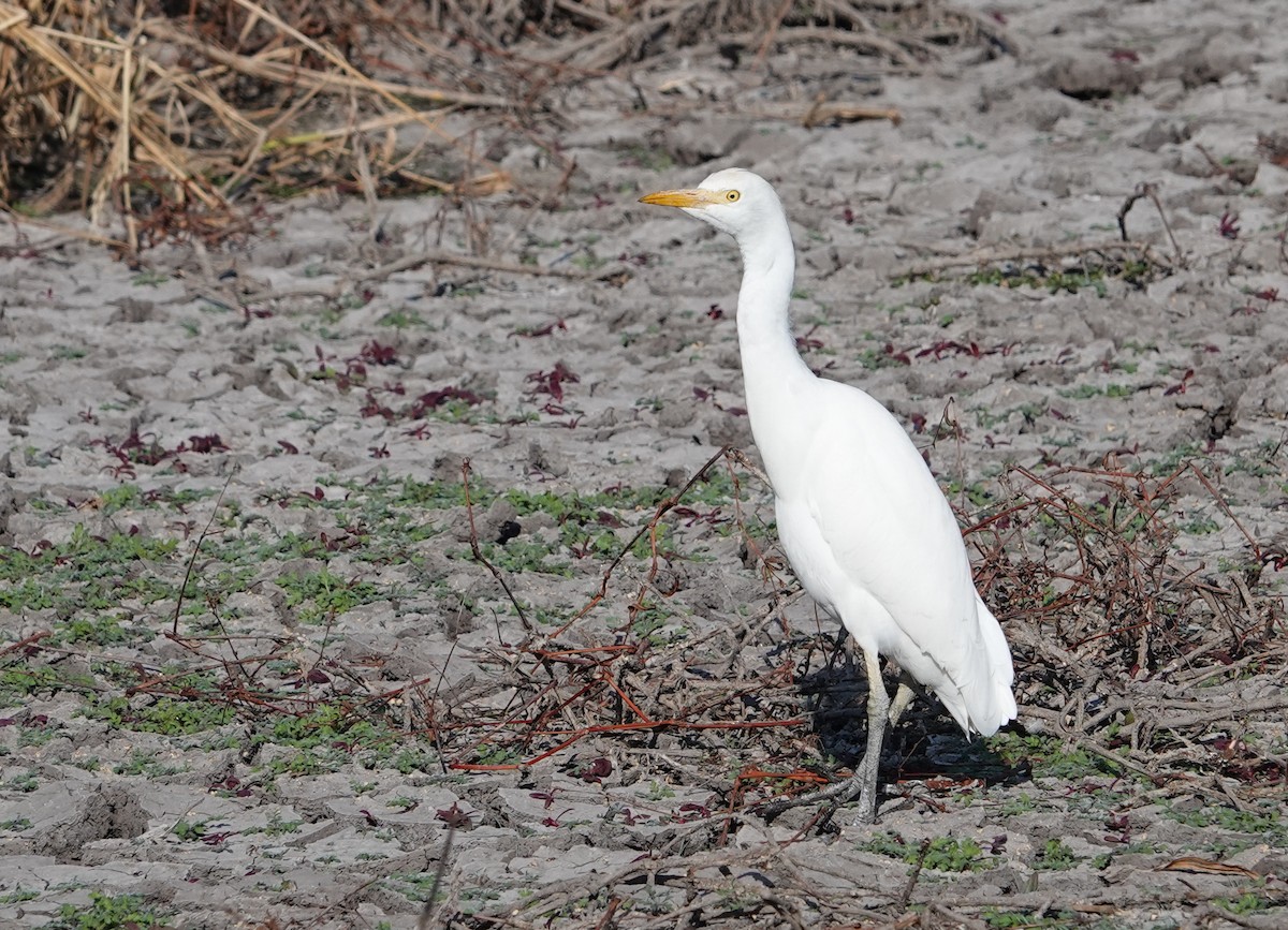Garcilla Bueyera Occidental - ML646694366