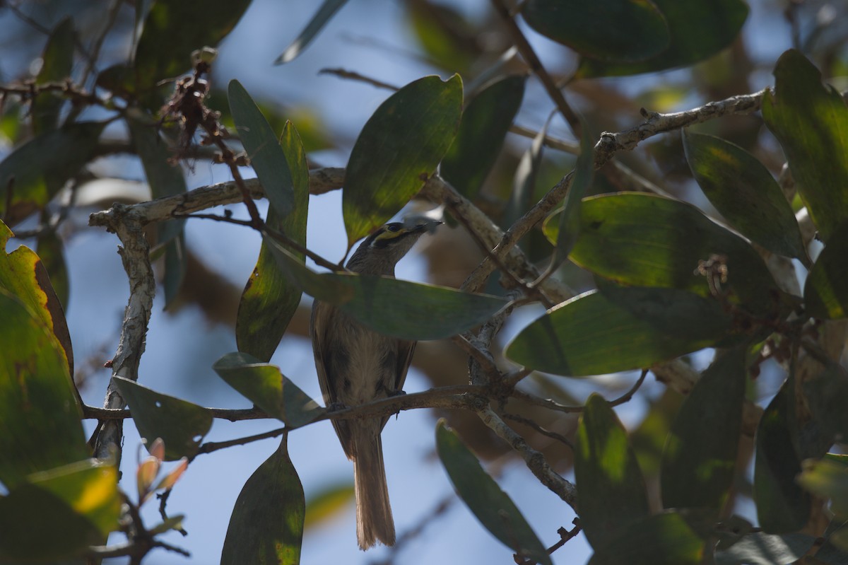 Yellow-faced Honeyeater - ML646694367