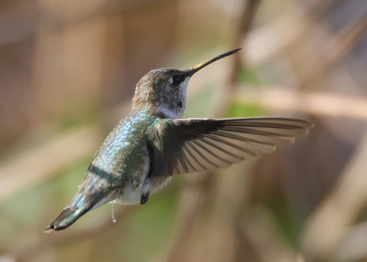 Black-chinned Hummingbird - ML646694372