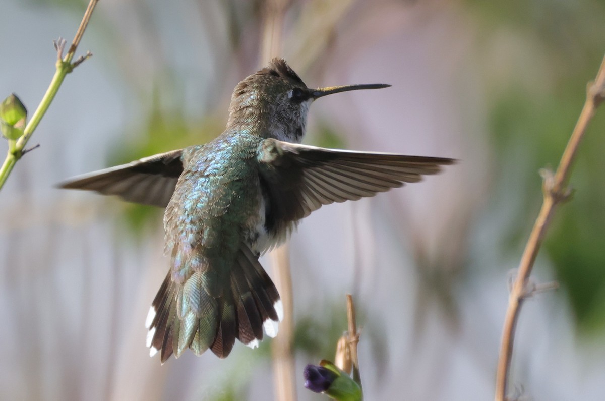 Black-chinned Hummingbird - ML646694373