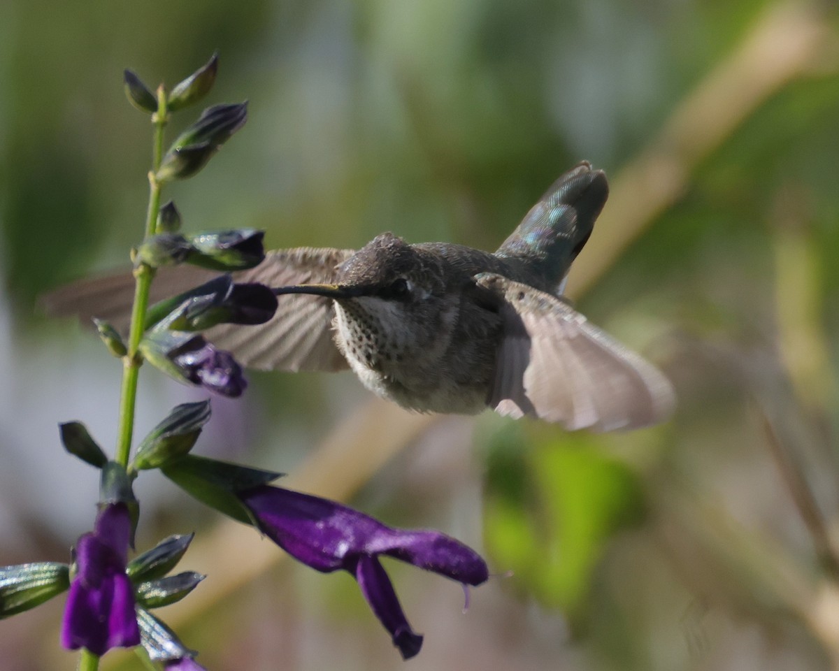Black-chinned Hummingbird - ML646694374