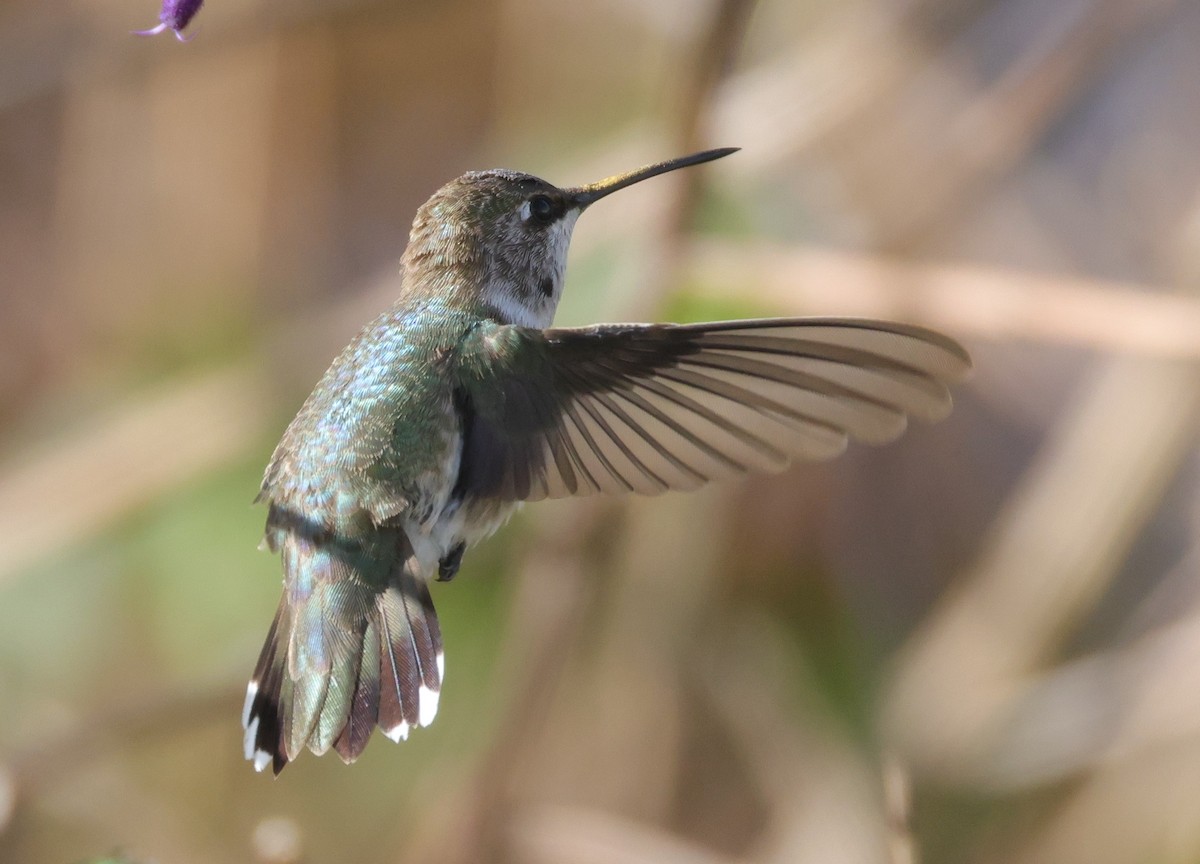 Black-chinned Hummingbird - ML646694375