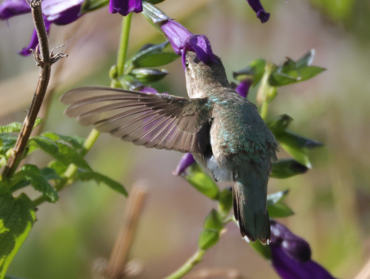 Black-chinned Hummingbird - ML646694376