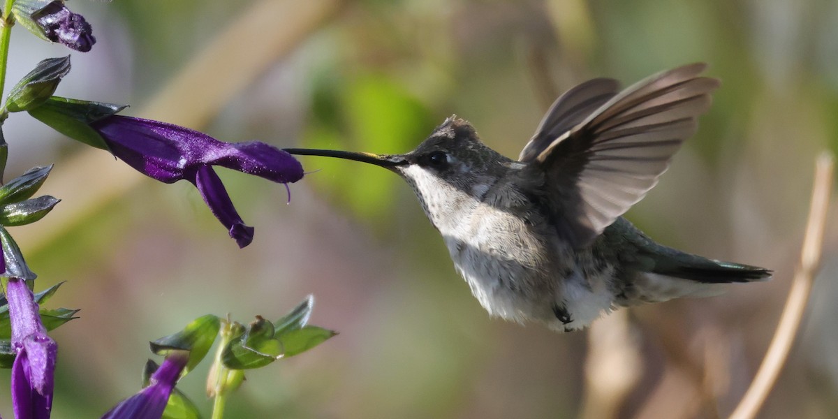Black-chinned Hummingbird - ML646694377