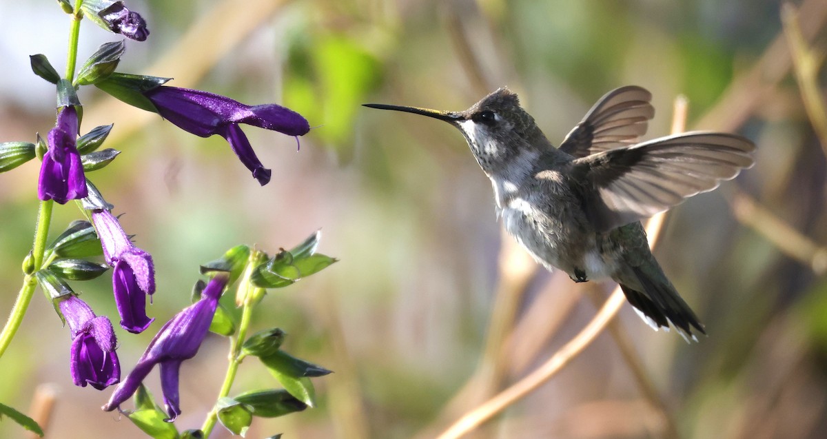 Black-chinned Hummingbird - ML646694378