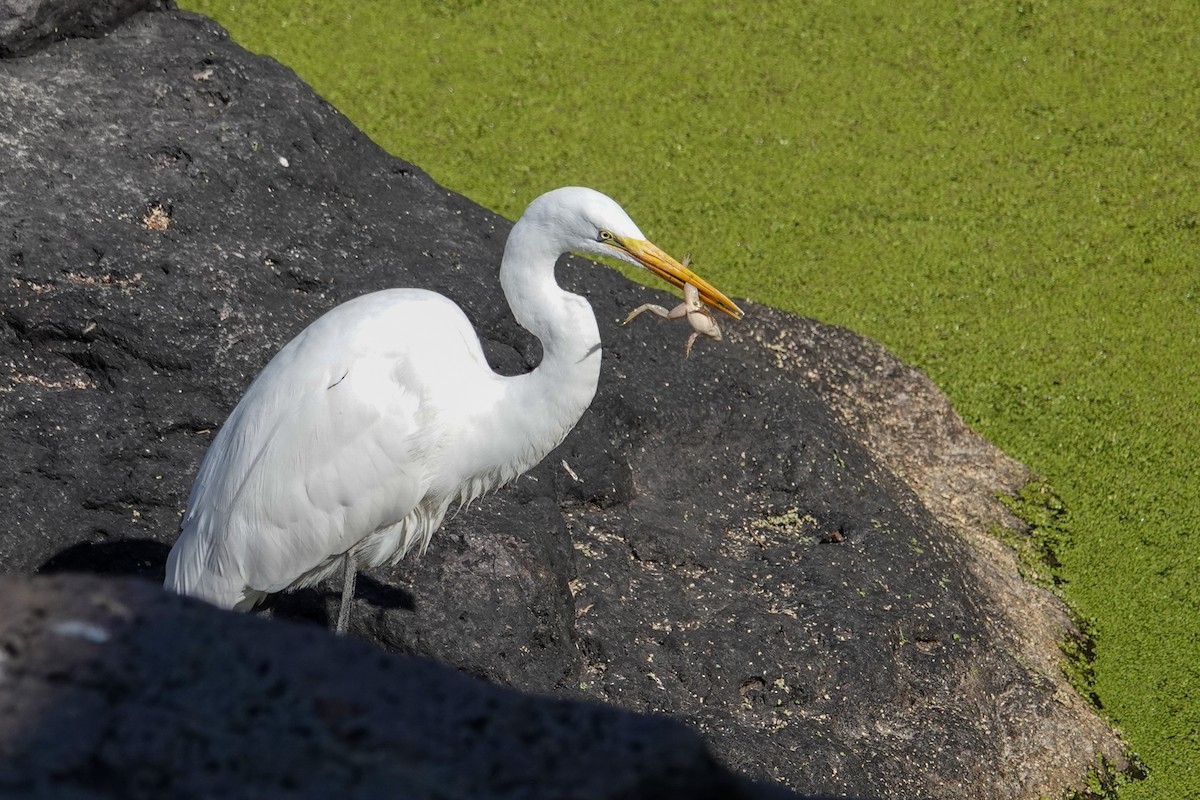 Garceta Grande - ML646694379