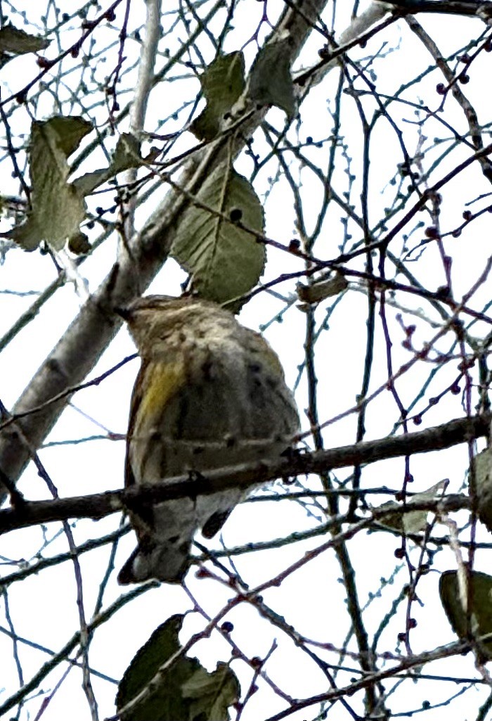 キヅタアメリカムシクイ - ML646694380