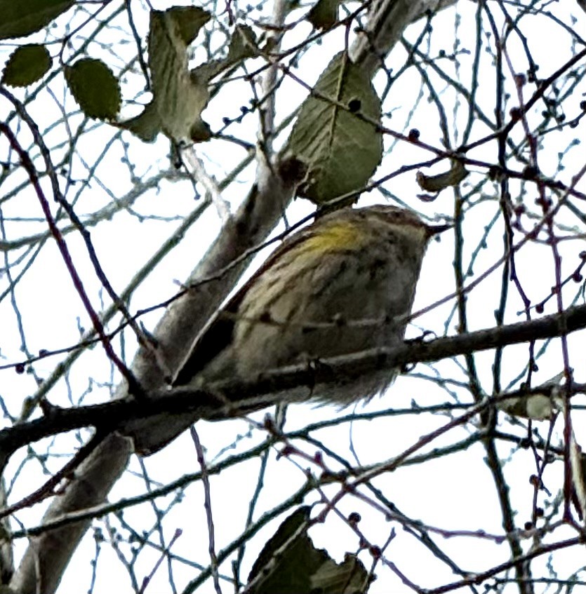 キヅタアメリカムシクイ - ML646694381