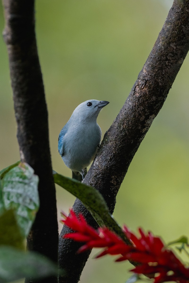 Blue-gray Tanager - ML646694383