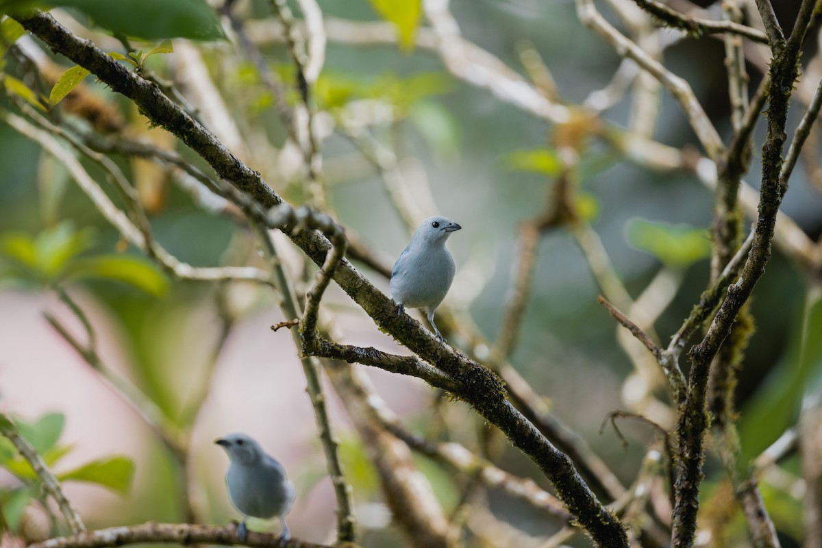 Blue-gray Tanager - ML646694384