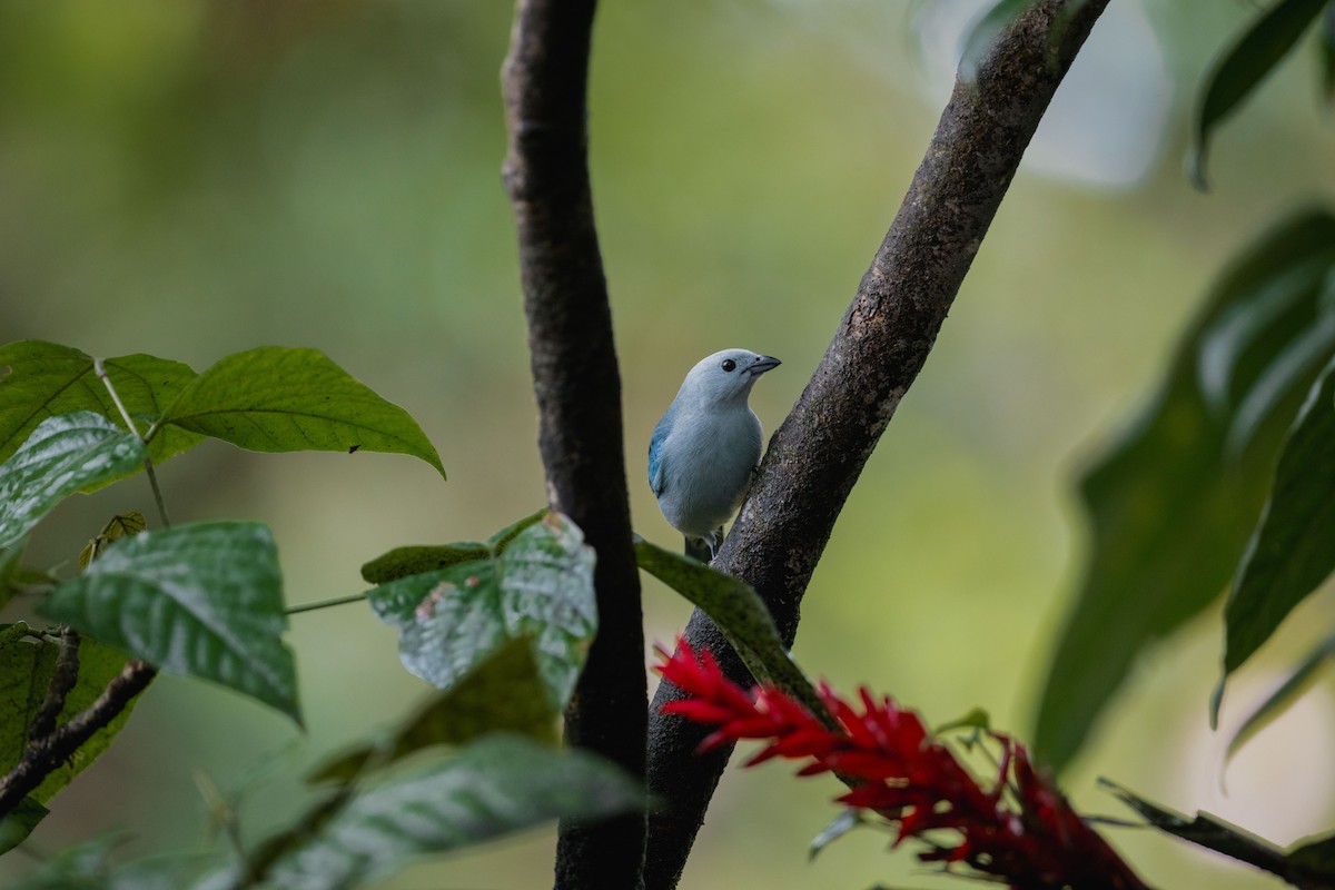 Blue-gray Tanager - ML646694385