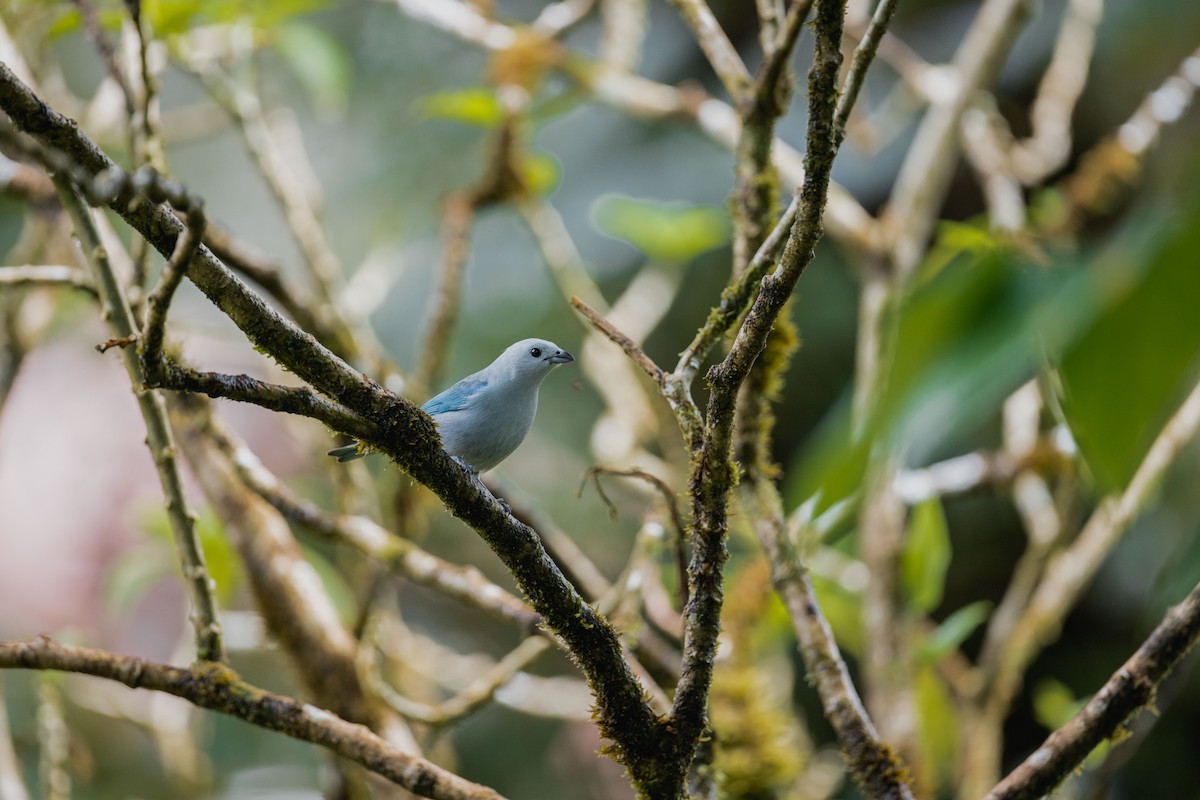Blue-gray Tanager - ML646694386