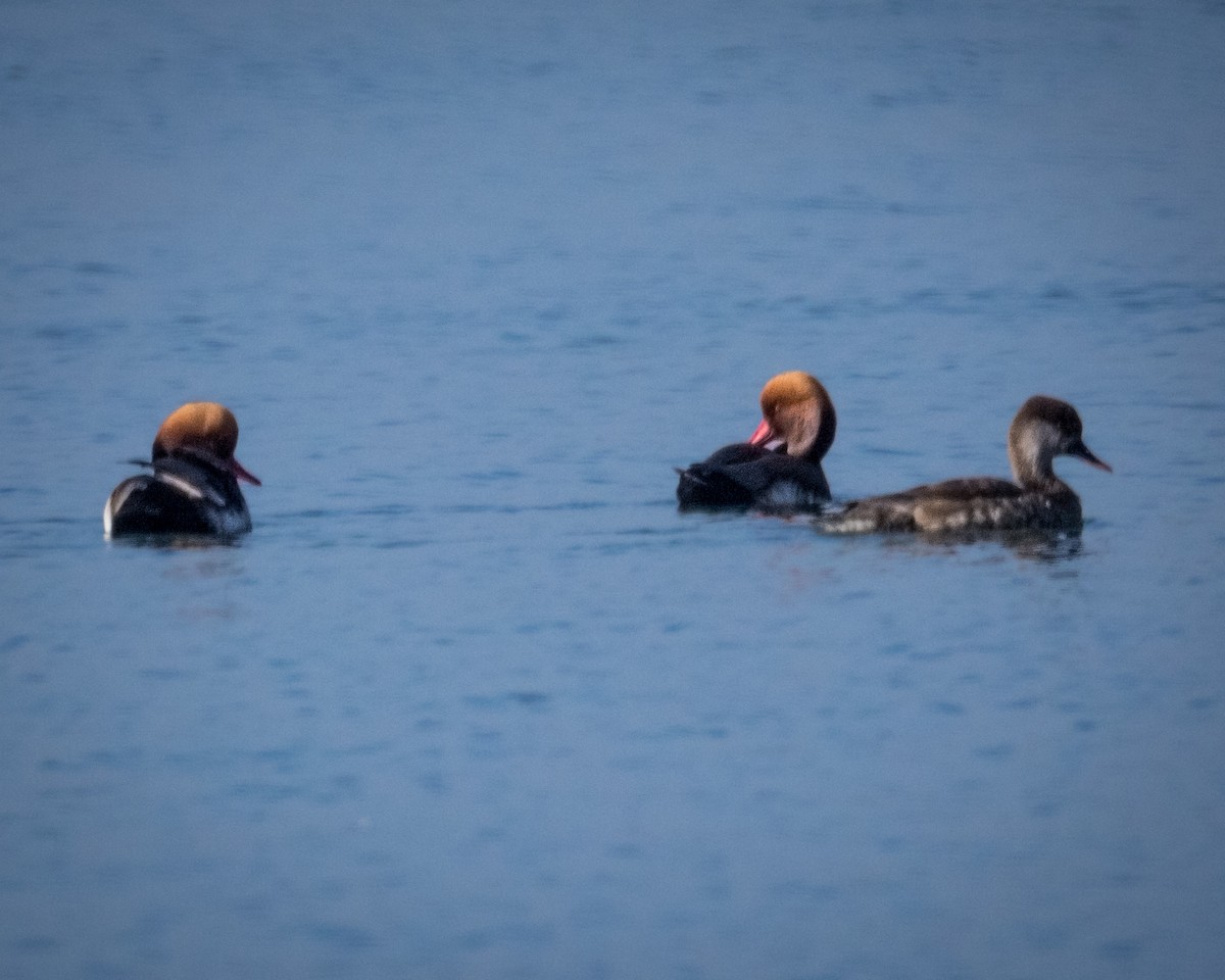 赤嘴潛鴨 - ML646694393