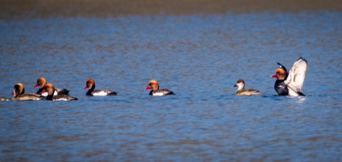 赤嘴潛鴨 - ML646694394