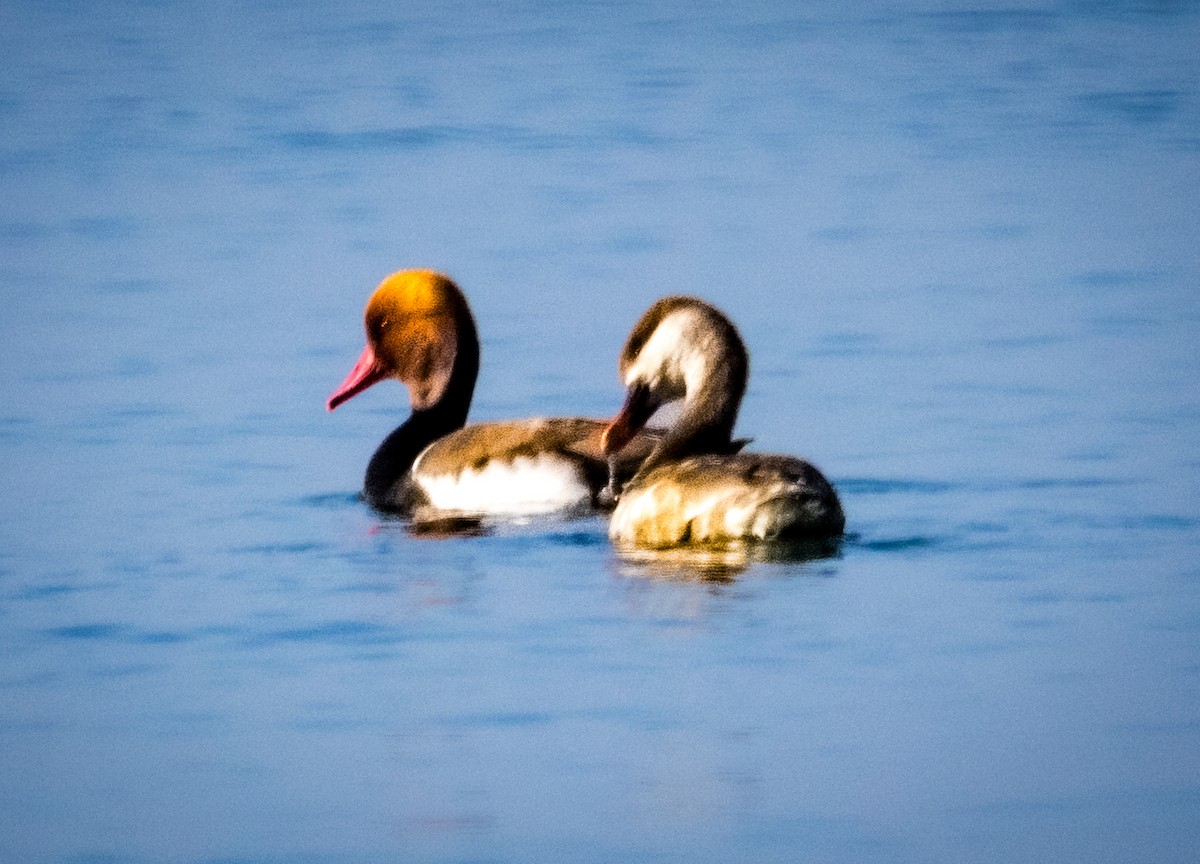 赤嘴潛鴨 - ML646694395