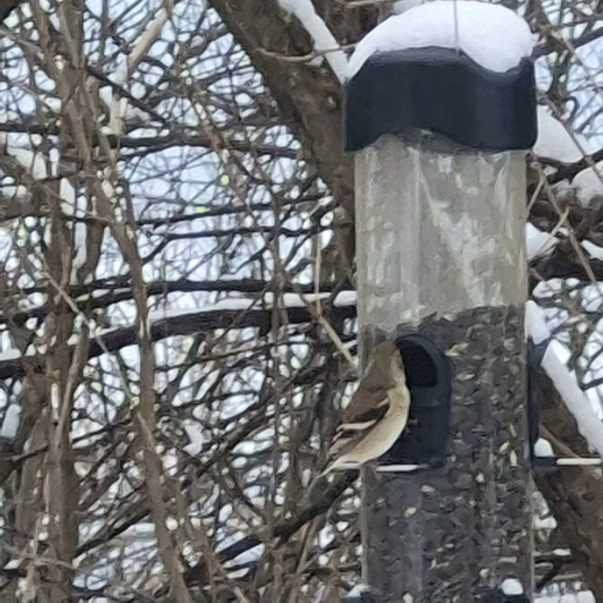 American Goldfinch - ML646694399