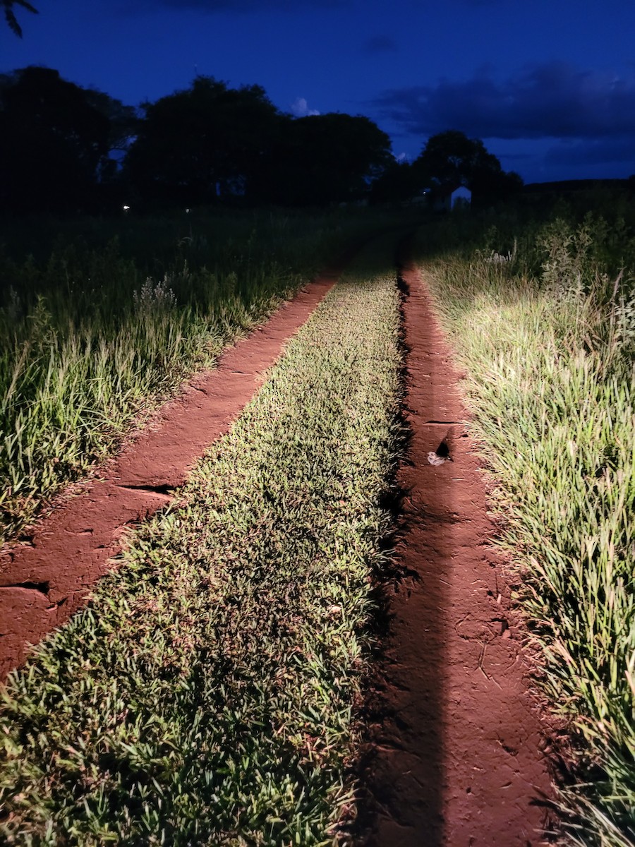 Engoulevent pauraqué - ML646694400