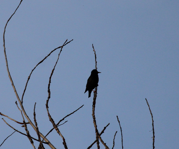 European Starling - ML646694408