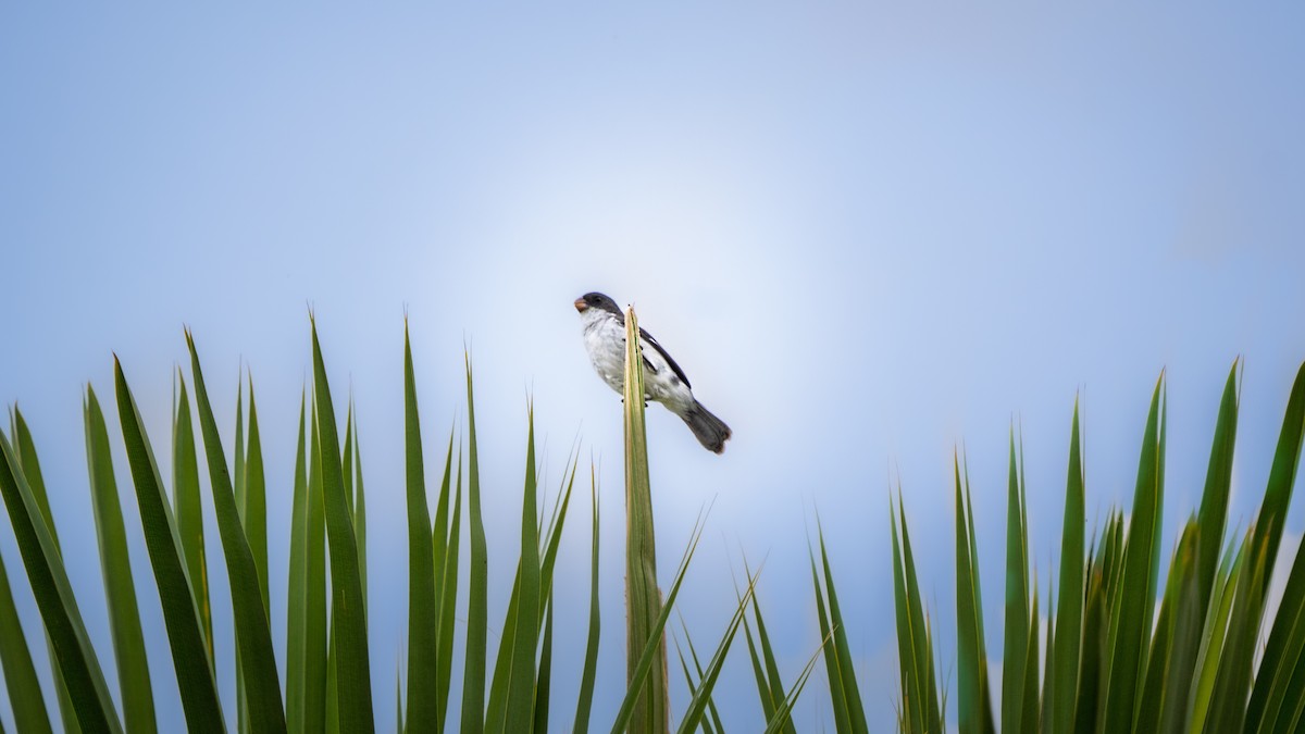 シロハラヒメウソ - ML646694414