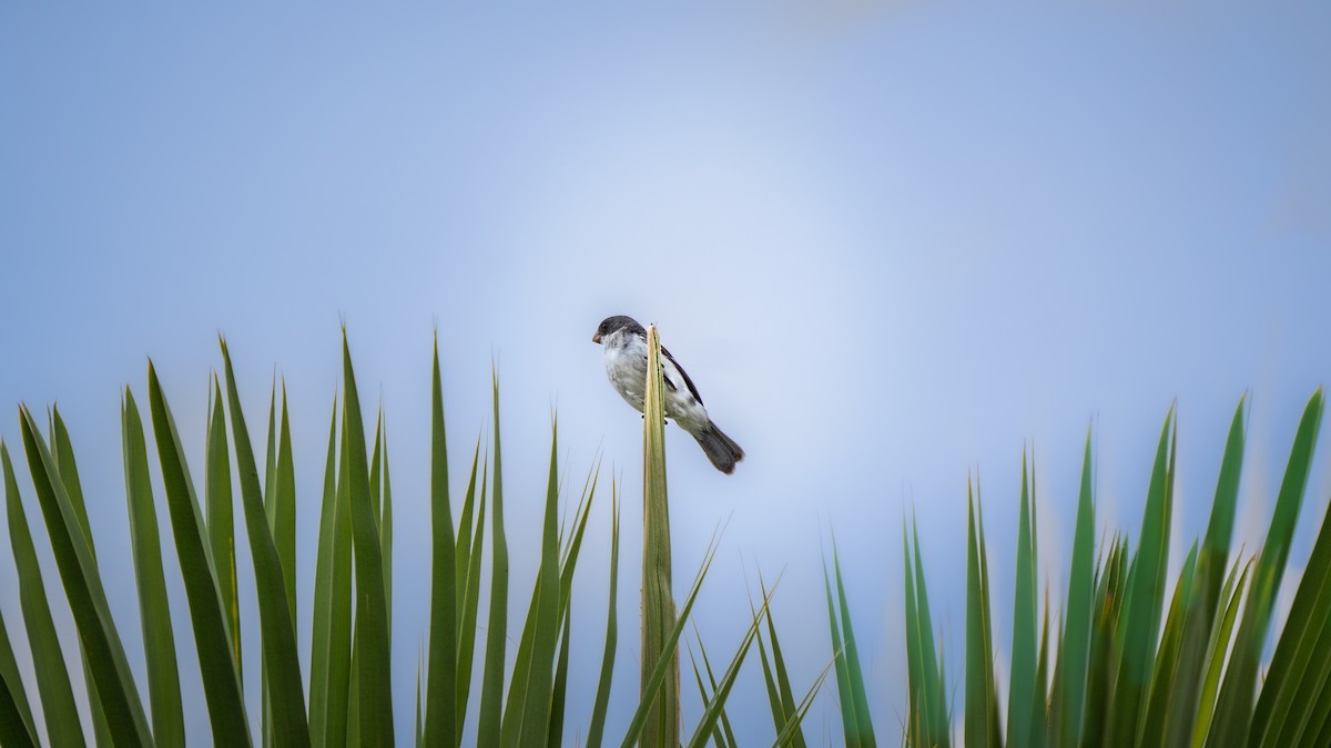 Double-collared Seedeater - ML646694415