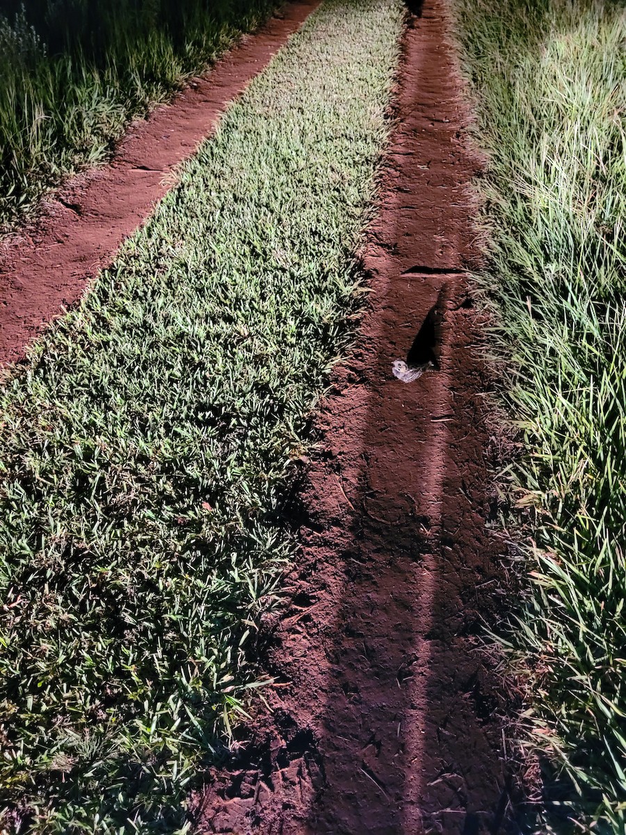 Engoulevent pauraqué - ML646694417