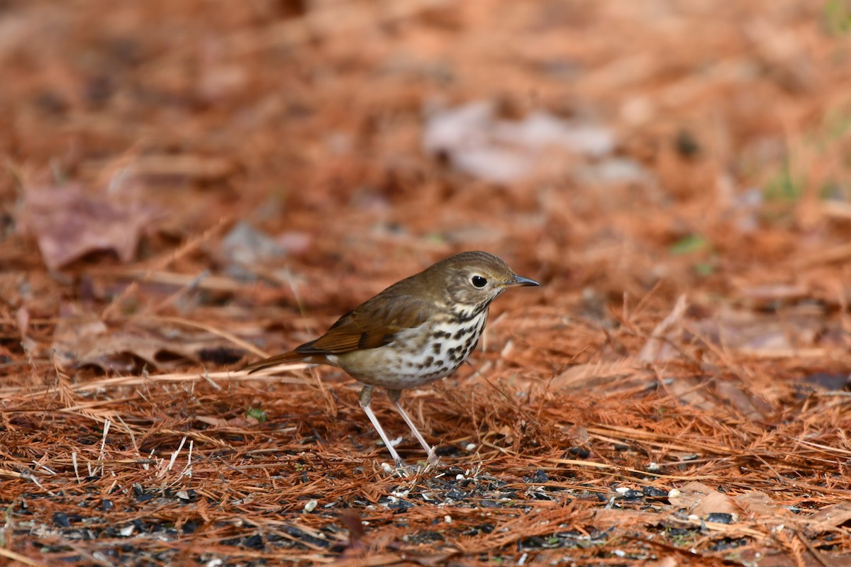Hermit Thrush - ML646694418